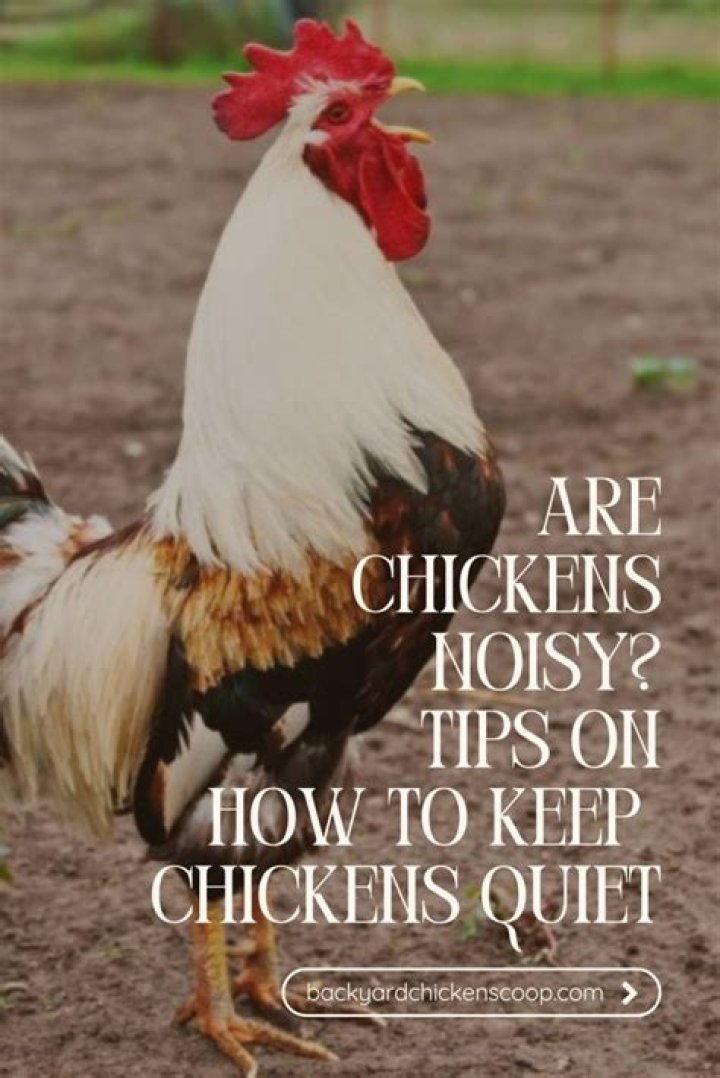 How noisy are backyard chickens?