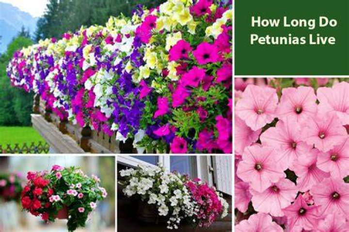 How often do petunias bloom?