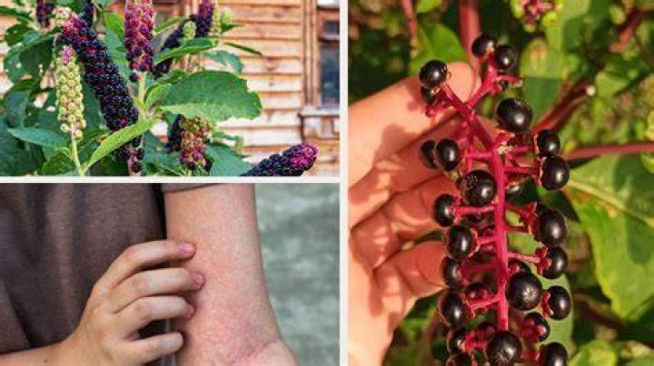 Is Chamberbitter poisonous?