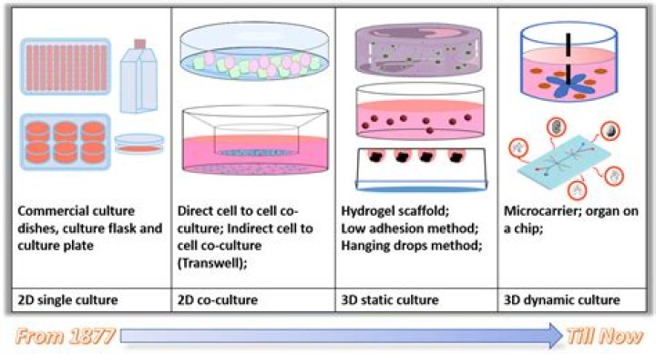 Is culture dynamic or static?