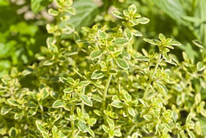Is Lemon Thyme same as thyme?