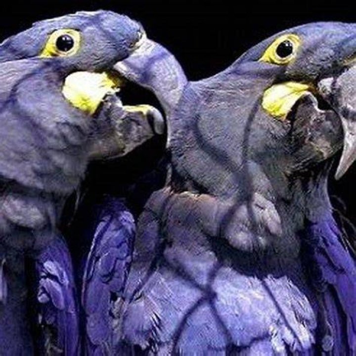 Is preen dangerous to humans?