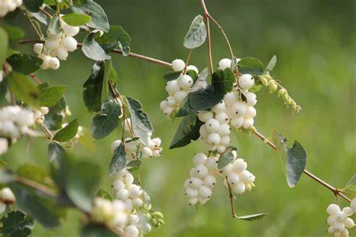 Is Snow plant edible?