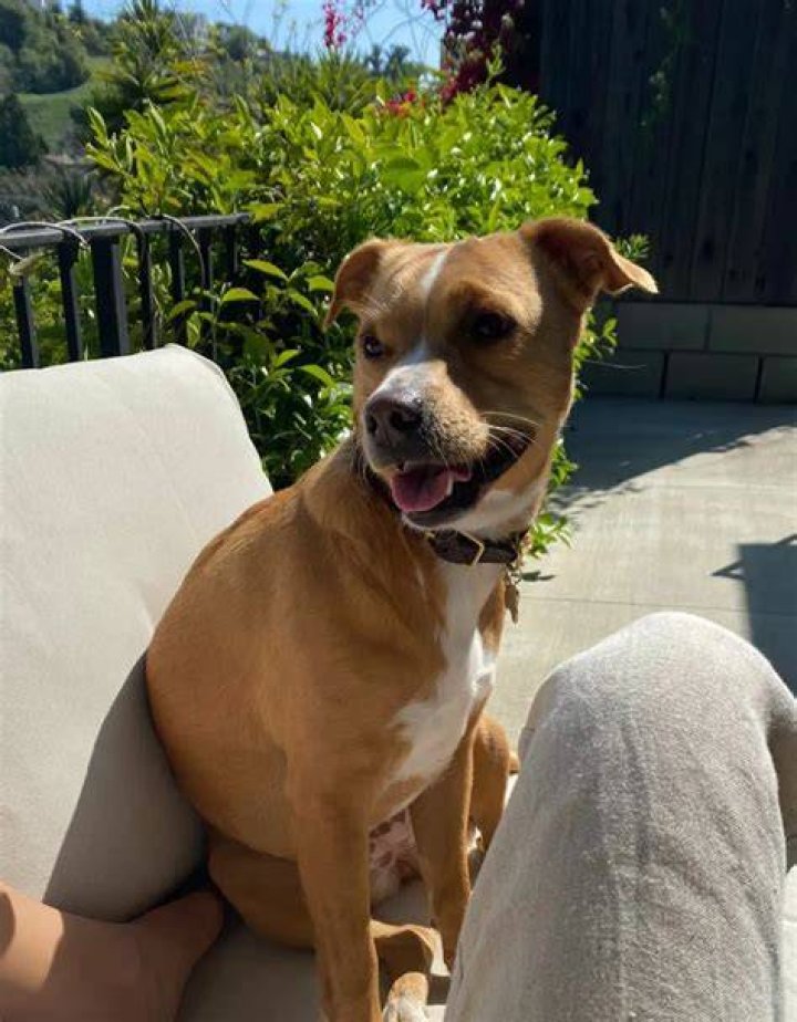 Jodi Balfour Pets