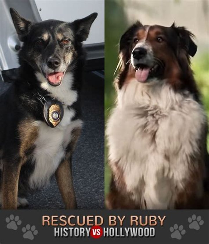 K9 Ruby Street Dog to Police Dog