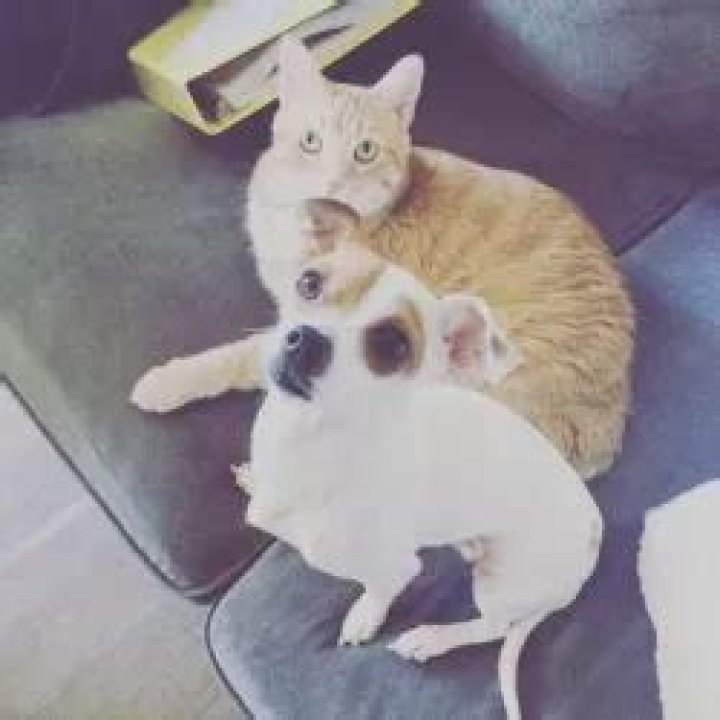 Mikey Way Pets