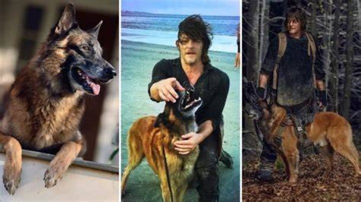 Norman Reedus Pets