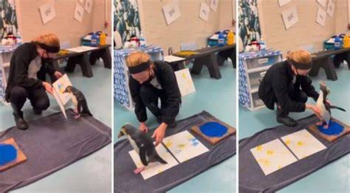 Penguin Picasso Meet Marley the Rockhopper Penguin that Paints