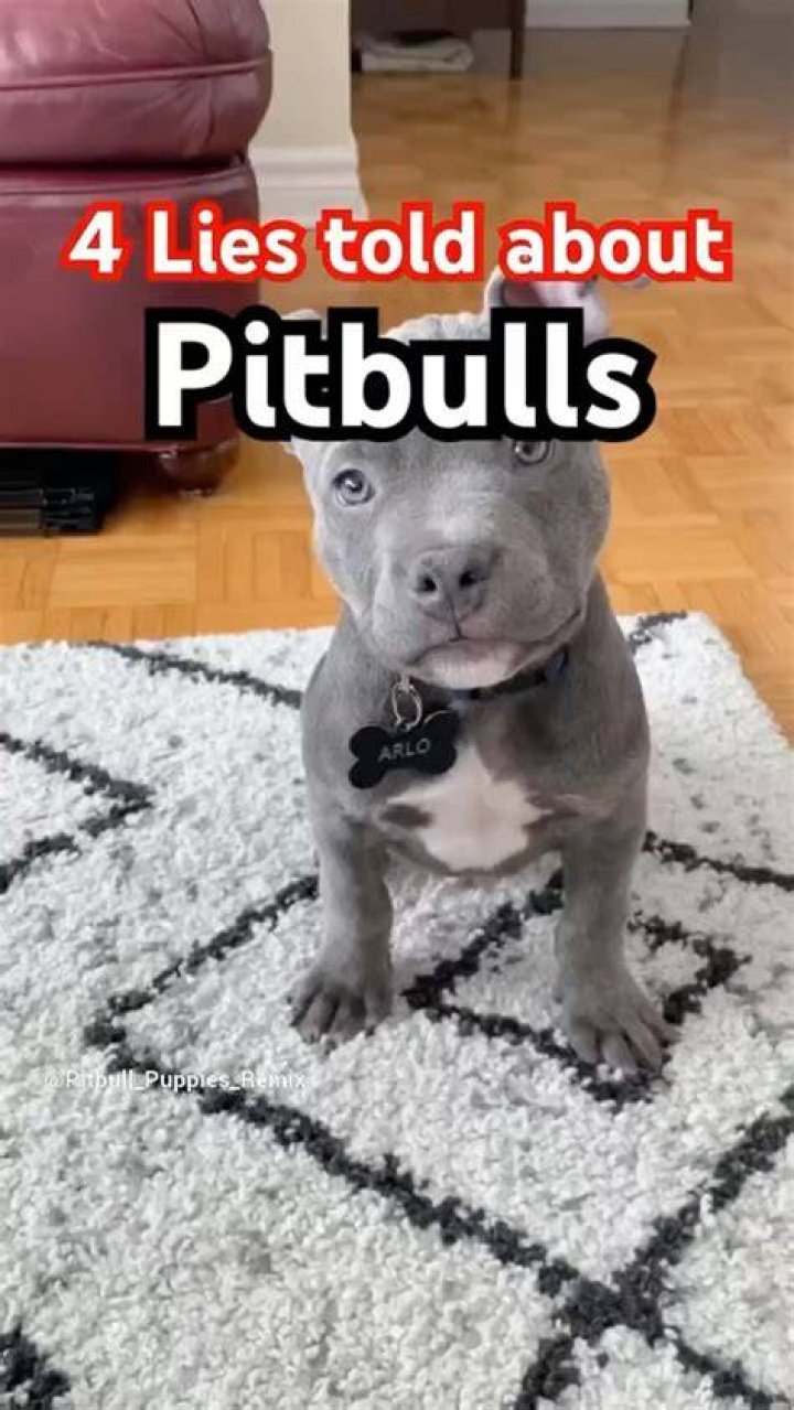 pitbull_advocate
