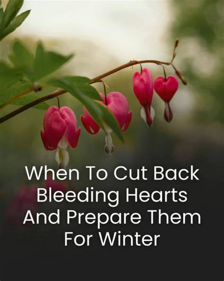Should bleeding hearts be cut back?