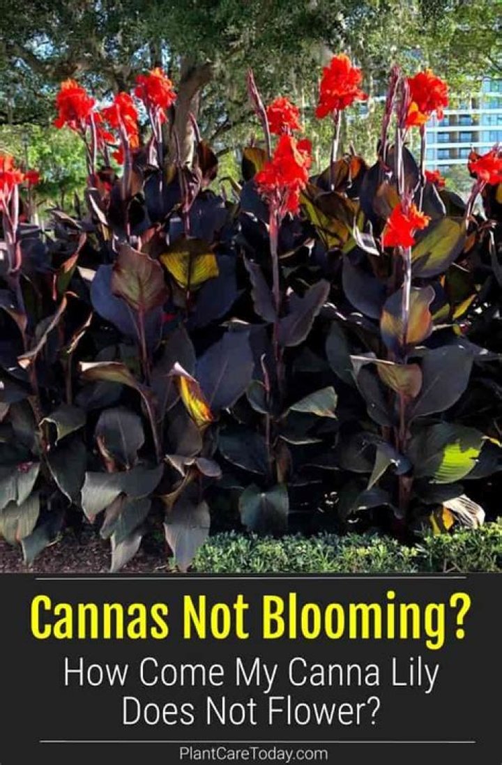 Should cannas be deadheaded?