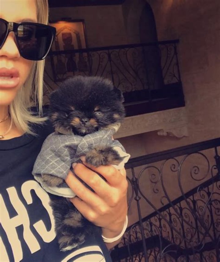 Sofia Richie Pets