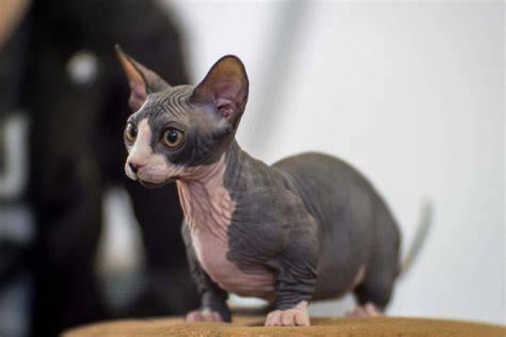 Sphynx Cat and Munchkin Cat