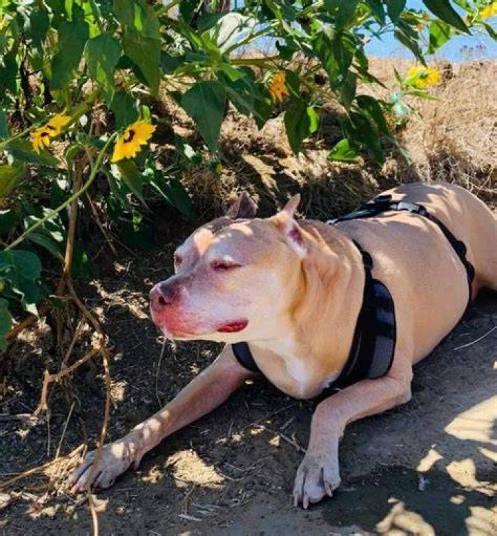 Tamra Judge Pets