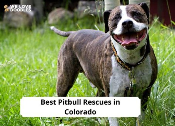 Top 5 Pitbull Rescues from the K9 Unit