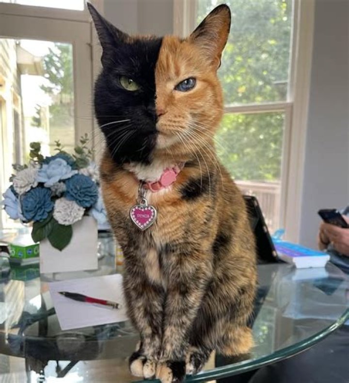 venustwofacecat