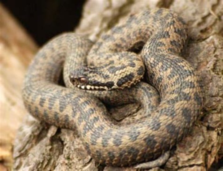 vipers