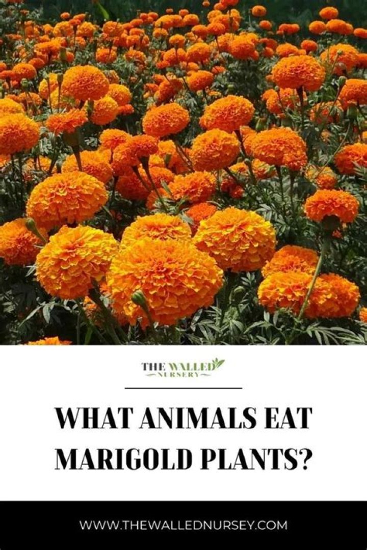 What animals eat desert marigold?