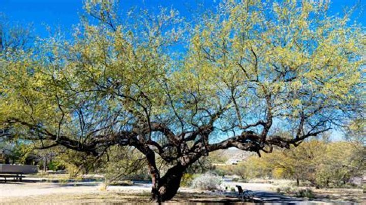What animals eat mesquite trees?