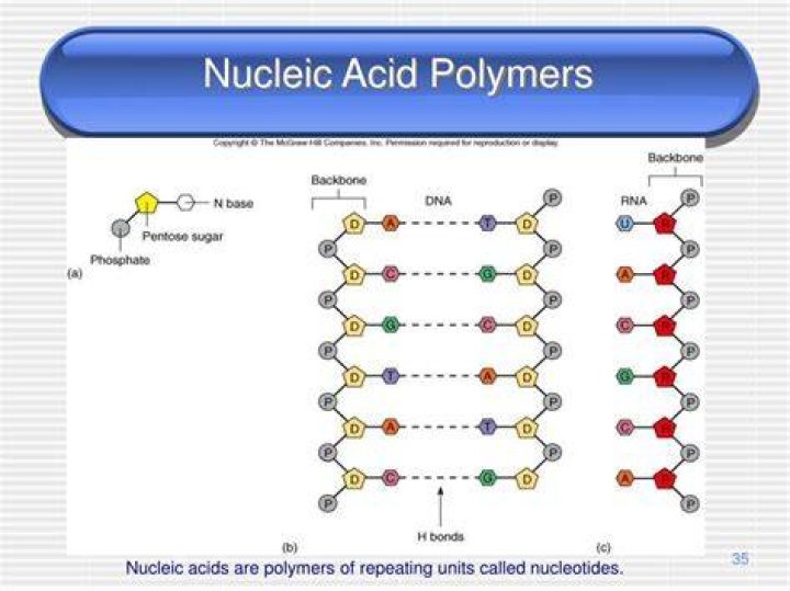 What are nucleic acid polymers called?