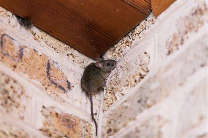 What can mice not climb?