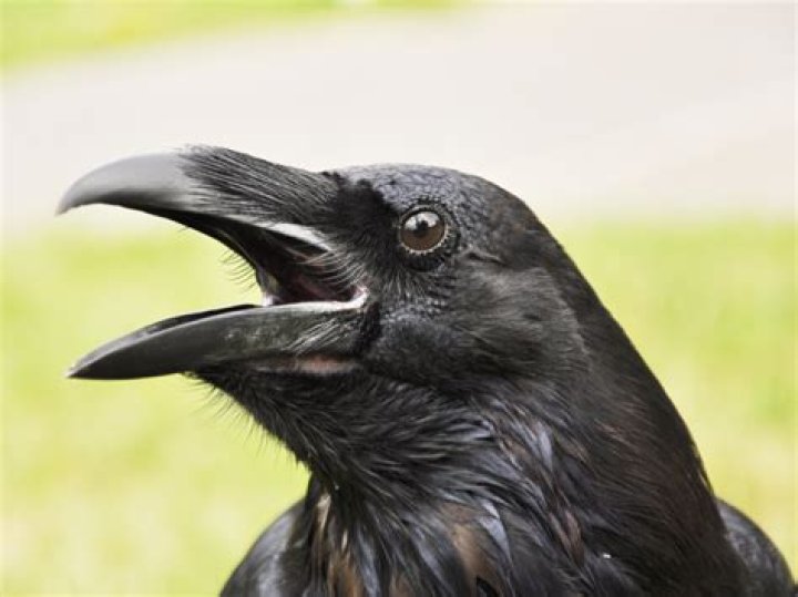 What do Raven calls mean?