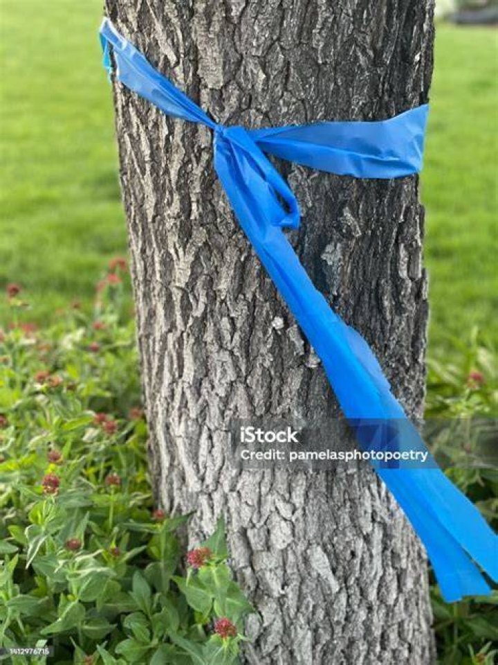What does a blue ribbon around a tree mean?