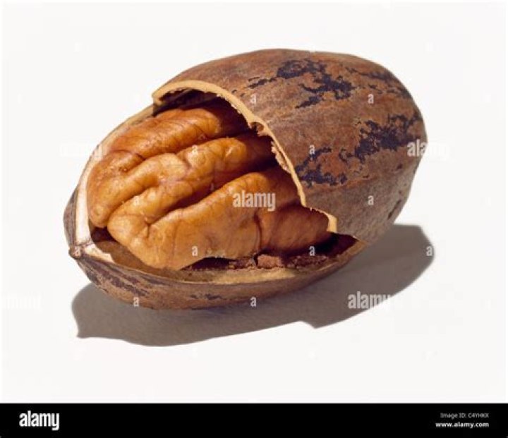 What does a pecan nut shell look like?