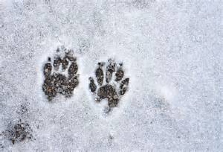 What does a skunk paw print look like?