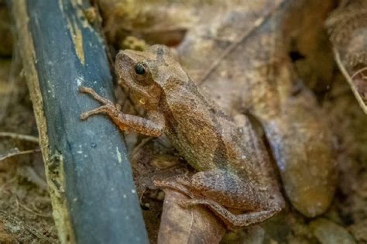 What does a spring peeper sound like?