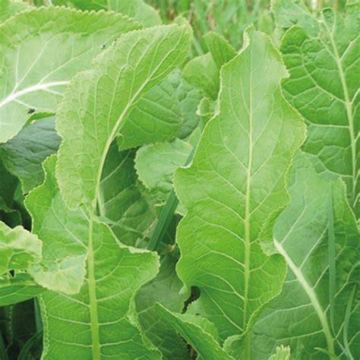 What does wild horseradish look like?