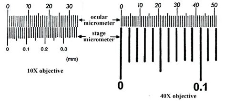 What is a difference between a stage micrometer and an ocular micrometer?