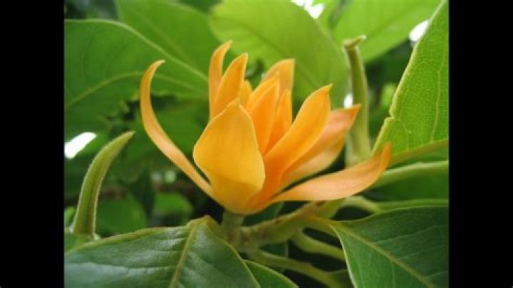 What is sampangi flower?