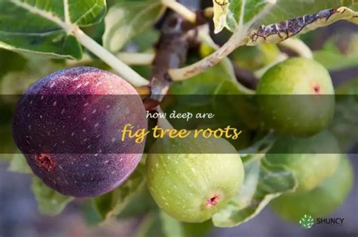 What kind of root system does a fig tree have?