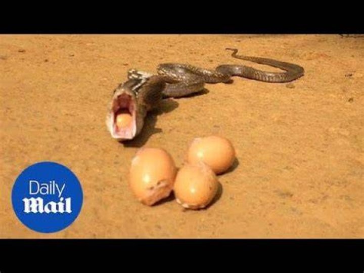 What to do if a snake regurgitates?