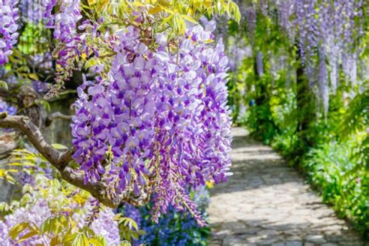 What Wisteria means?