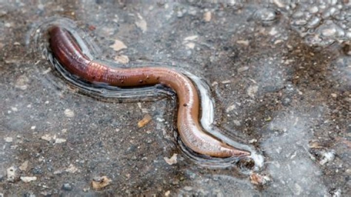 Where do dew worms come from?