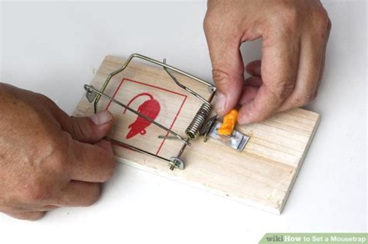 Where do you set mouse traps?