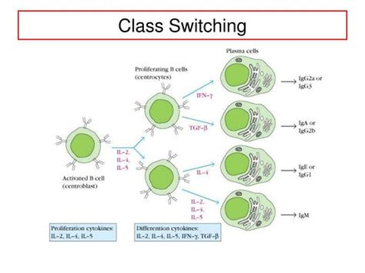 Where does antibody class switching occur?
