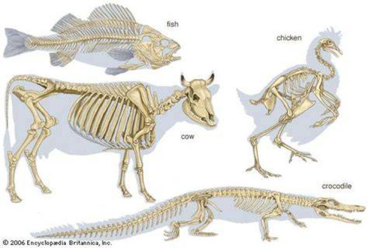 Which animal has the most bones?