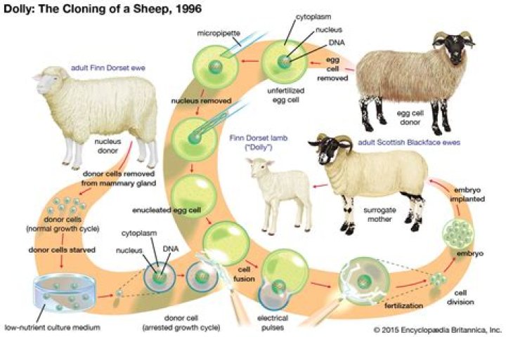 Who's really behind the cloning and experiments?