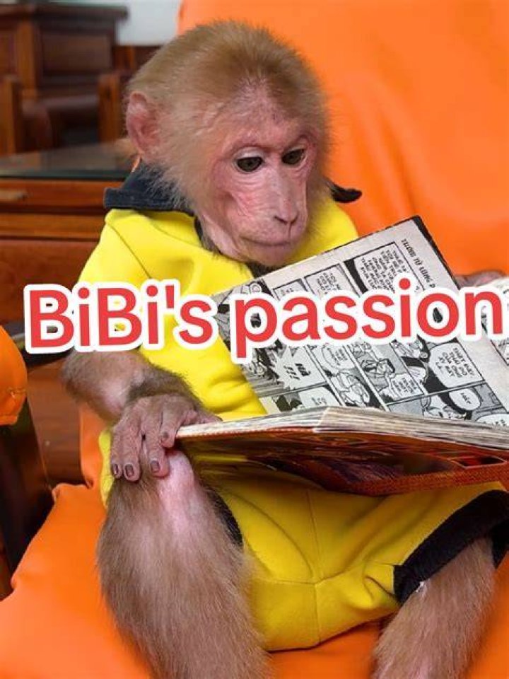 Who Owns Bibi the Monkey?