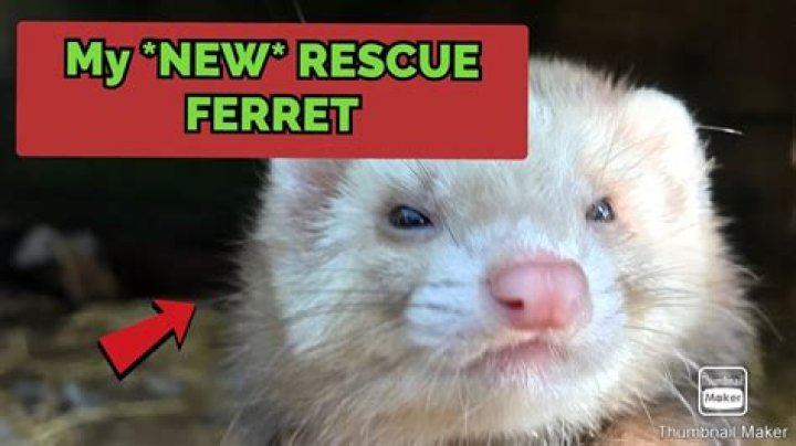 Why are my ferrets eyes red?