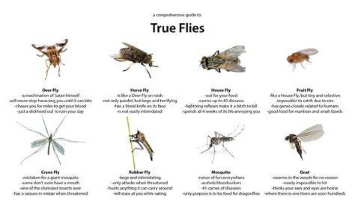 Why do bugs fly near your ear?