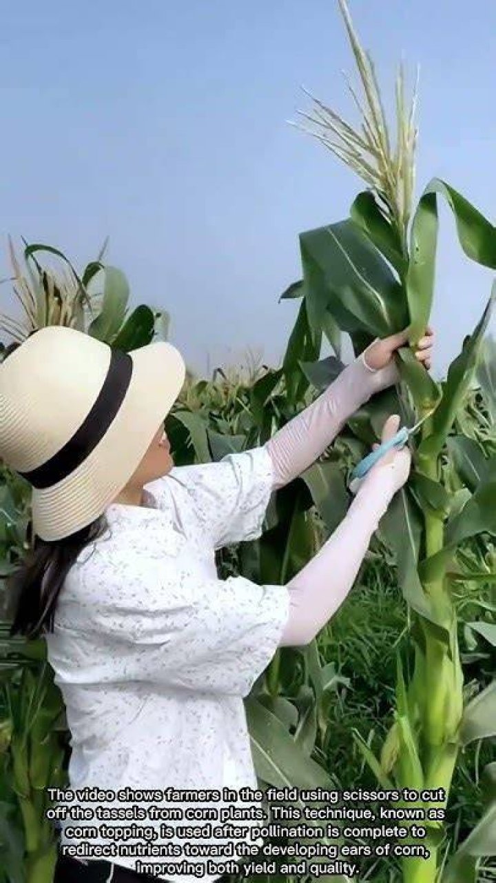 Why do farmers cut the tassels off corn?