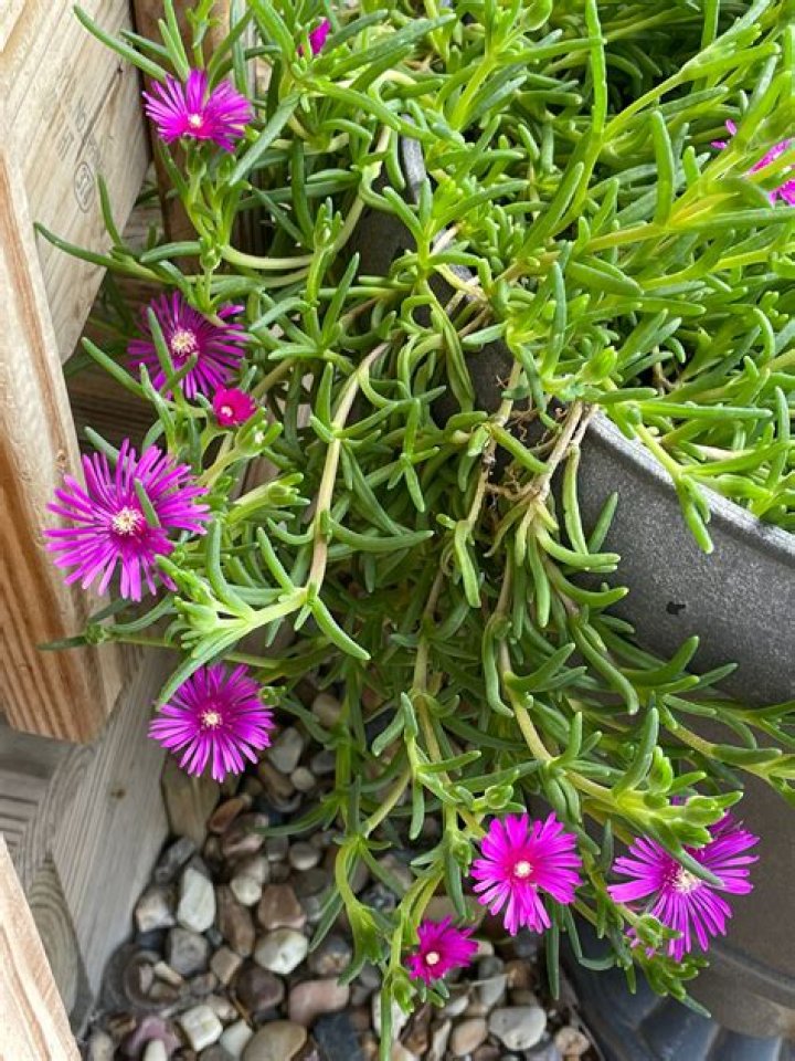 Why is ice plant bad?