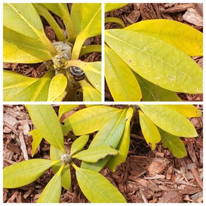 Why is my rhododendron going yellow?