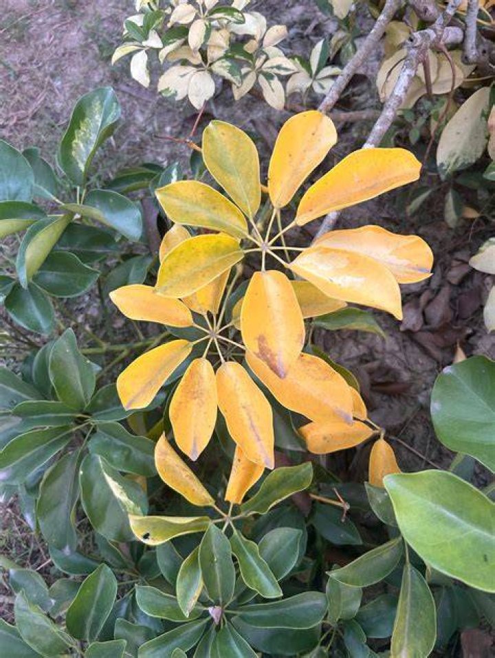 Why is my umbrella tree turning yellow?
