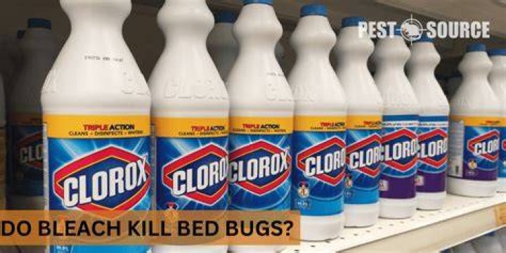 Will chlorine kill bed bugs?